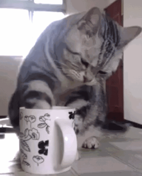 Even cats love Chocaf, you will too